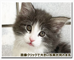 ノルウェージャンフォレストキャット