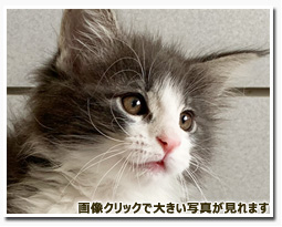 ノルウェージャンフォレストキャット