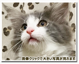 ノルウェージャンフォレストキャット