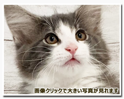 ノルウェージャンフォレストキャット