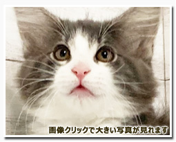 ノルウェージャンフォレストキャット