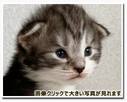 ノルウェージャンフォレストキャット