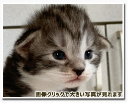 ノルウェージャンフォレストキャット