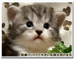 ノルウェージャンフォレストキャット