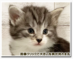 ノルウェージャンフォレストキャット