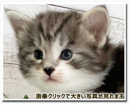 ノルウェージャンフォレストキャット