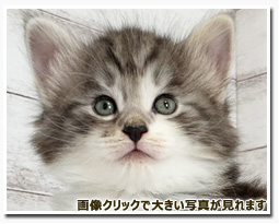 ノルウェージャンフォレストキャット