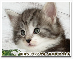 ノルウェージャンフォレストキャット