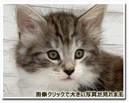 ノルウェージャンフォレストキャット