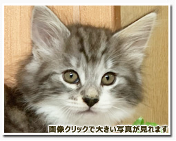 ノルウェージャンフォレストキャット