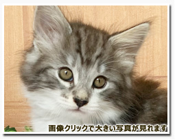 ノルウェージャンフォレストキャット