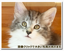 ノルウェージャンフォレストキャット