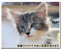 ノルウェージャンフォレストキャット