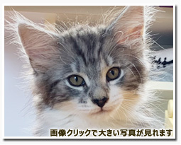 ノルウェージャンフォレストキャット