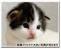 ノルウェージャンフォレストキャット