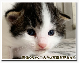 ノルウェージャンフォレストキャット