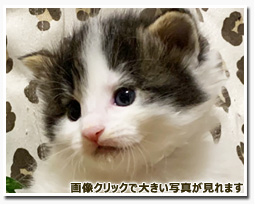 ノルウェージャンフォレストキャット