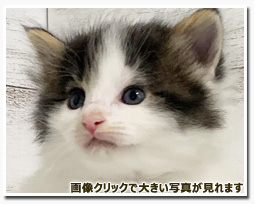 ノルウェージャンフォレストキャット