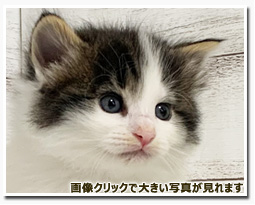 ノルウェージャンフォレストキャット