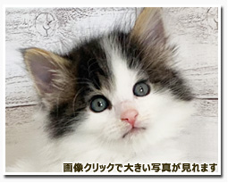 ノルウェージャンフォレストキャット