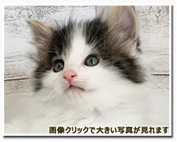 ノルウェージャンフォレストキャット