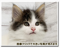 ノルウェージャンフォレストキャット