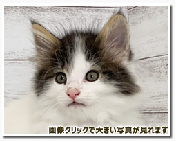 ノルウェージャンフォレストキャット