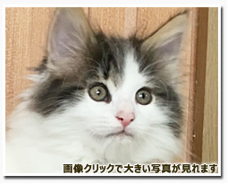 ノルウェージャンフォレストキャット