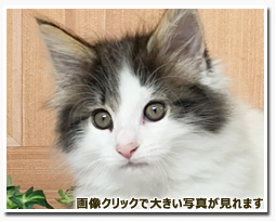 ノルウェージャンフォレストキャット