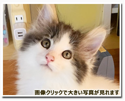 ノルウェージャンフォレストキャット