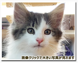 ノルウェージャンフォレストキャット