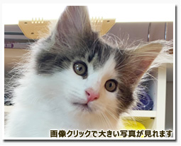 ノルウェージャンフォレストキャット