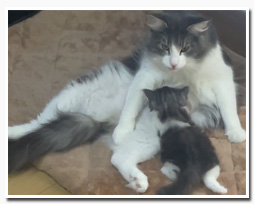 ノルウェージャンフォレストキャット