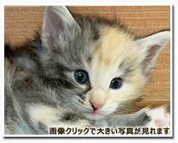 ノルウェージャンフォレストキャット