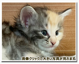 ノルウェージャンフォレストキャット