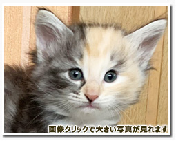 ノルウェージャンフォレストキャット