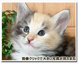 ノルウェージャンフォレストキャット