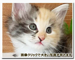 ノルウェージャンフォレストキャット