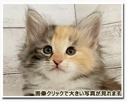 ノルウェージャンフォレストキャット