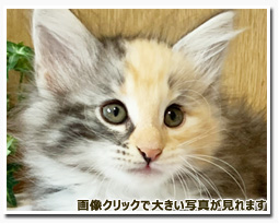 ノルウェージャンフォレストキャット