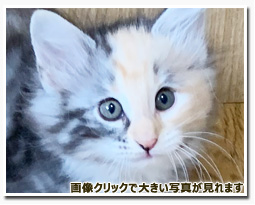 ノルウェージャンフォレストキャット