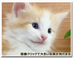 ノルウェージャンフォレストキャット