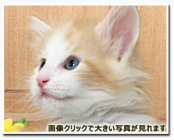 ノルウェージャンフォレストキャット