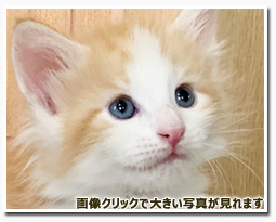 ノルウェージャンフォレストキャット