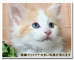 ノルウェージャンフォレストキャット