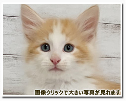 ノルウェージャンフォレストキャット