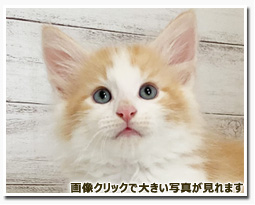 ノルウェージャンフォレストキャット