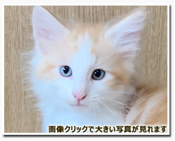 ノルウェージャンフォレストキャット