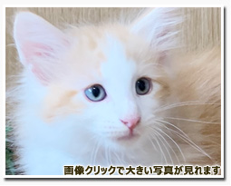 ノルウェージャンフォレストキャット