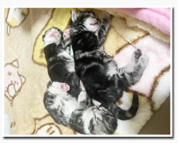 ノルウェージャンフォレストキャット